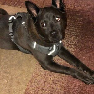 Meet your Posher, Abigail